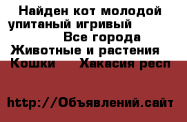 Найден кот,молодой упитаный игривый 12.03.2017 - Все города Животные и растения » Кошки   . Хакасия респ.